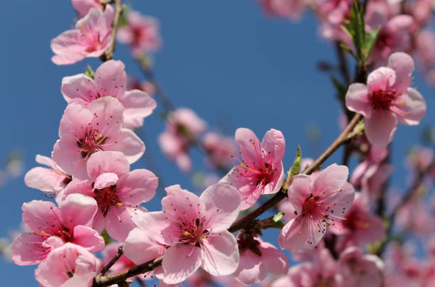 istock pink cherry blossom flower in spring time over blue sky. 1143904003