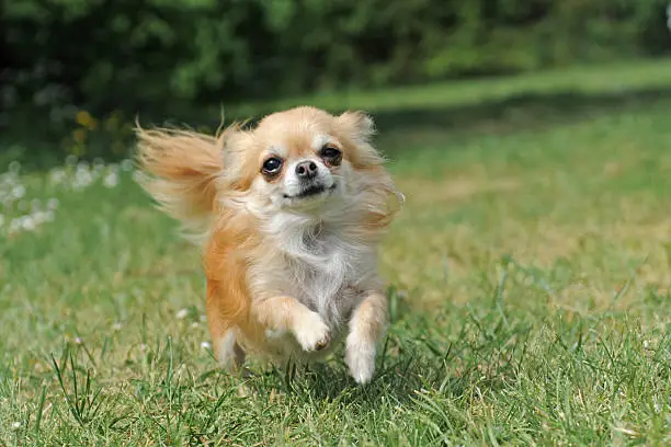 Photo of running chihuahua