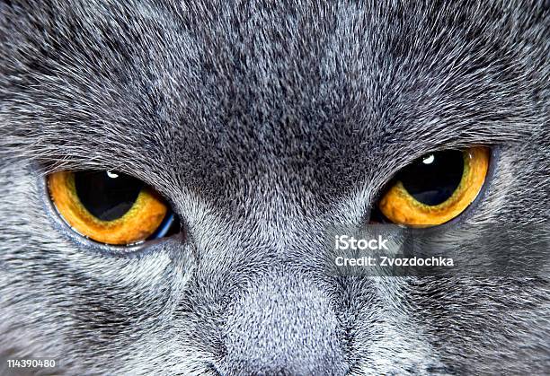 Brilho De Gato Vista - Fotografias de stock e mais imagens de Amarelo - Amarelo, Animal de Estimação, Cabelo Grisalho