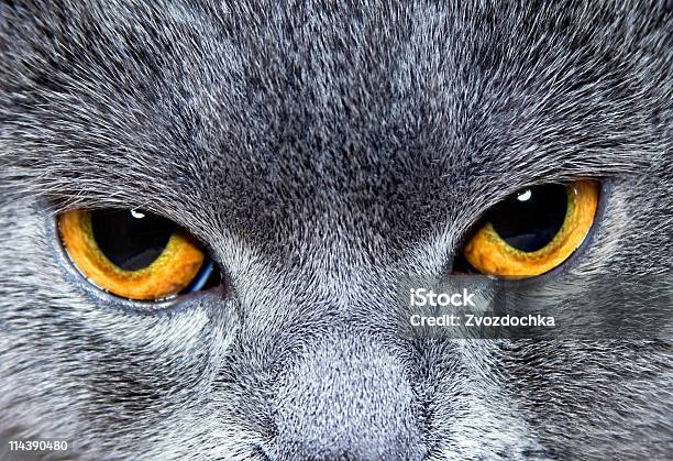 Бликов Cats Сайт — стоковые фотографии и другие картинки Всматриваться - Всматриваться, Глаз животного, Горизонтальный