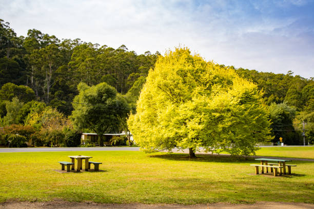 istock Yellow leaf tree with green grass and bench, Warburton Australia 1143904887