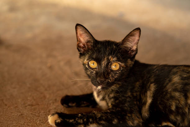 istock Thai adorable brown cat fur with black stripe lines 1143905171