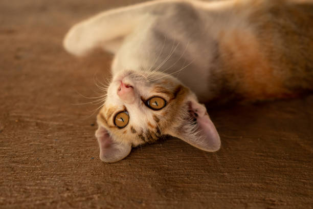 istock Beautiful Asian cats are staring 1143905193