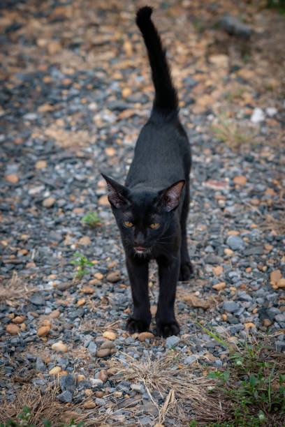 istock Thai black cat with yellow eyes 1143905198