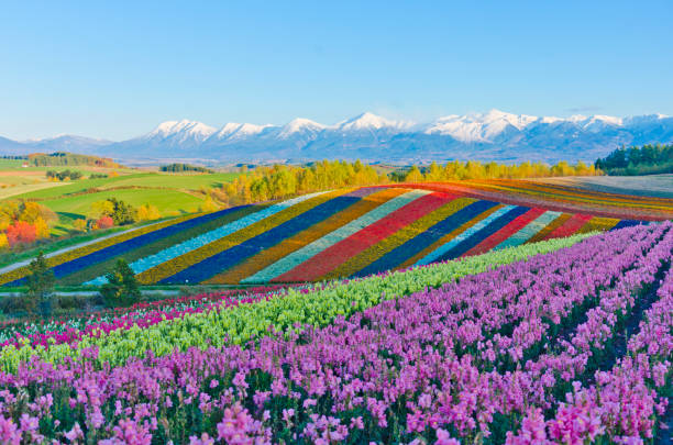Panoramic Flower Gardens in Biei Hokkaido, Active Volcano, Biei Town, Furano Basin, Japan biei town stock pictures, royalty-free photos & images