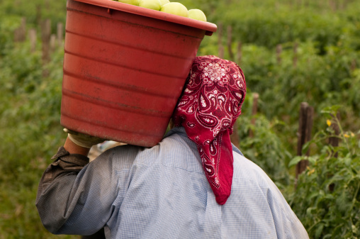Central American woman with bandana carrying a red bucket full of green tomatoes to the trucks waiting on the field. The picture was taken in the plantations of Immokalee, a census-designated place in Collier County, in Florida. Men and woman from all over Mexico and Central America come to Immokalee during the harvests.