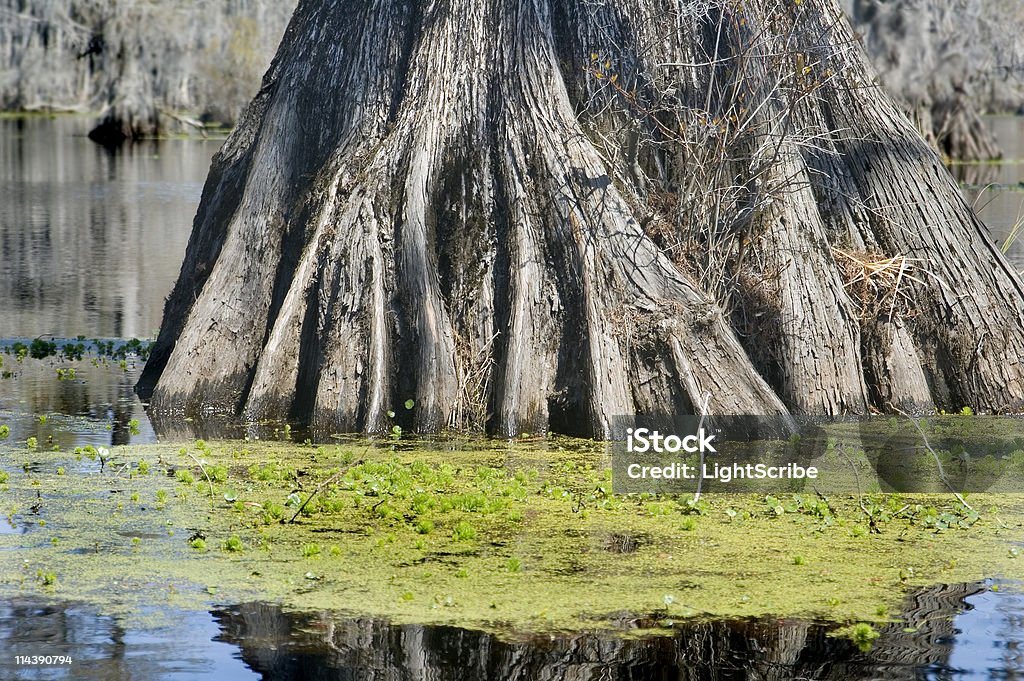 Cypress raíces - Foto de stock de Agua libre de derechos