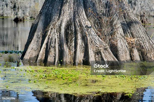 Cypress Raíces Foto de stock y más banco de imágenes de Agua - Agua, Aire libre, Antiguo