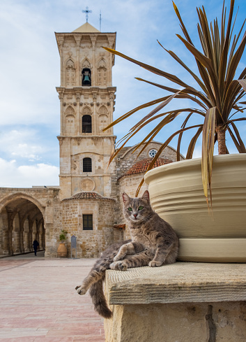 Cat sitting in the yard of St Lazarus byzantine church in Larnaca, Cyprus stares at the camera