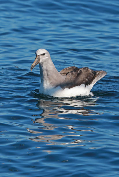 istock Salvin's Albatross (Thalassarche salvini) 1143910595