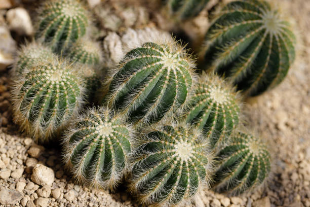 istock Close-up of green cactus plants with sharp spines 1143911098