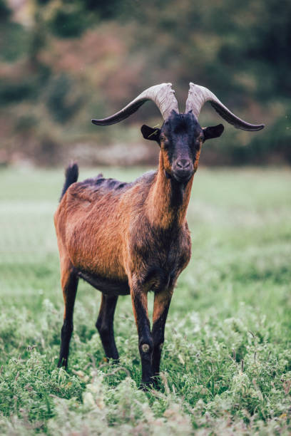 istock Idyllic scene of an alpine goat on a pasture 1143912032