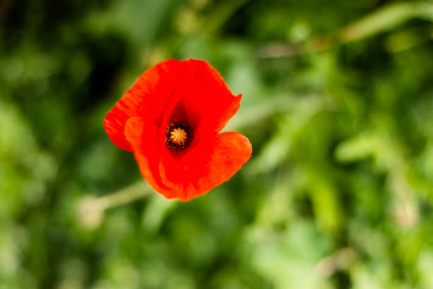 istock A red poppy flower on grass background 1143912183