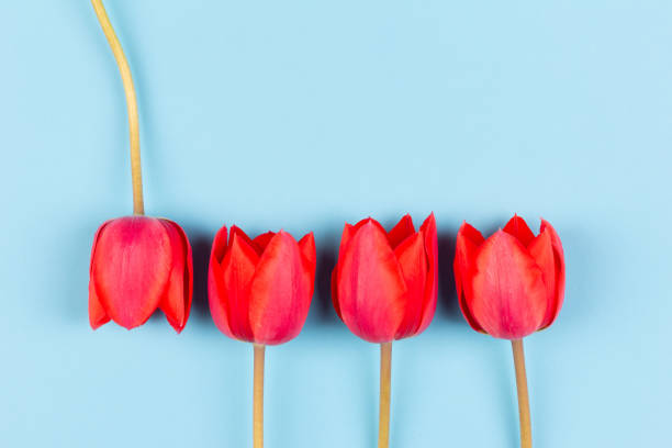 istock red Tulip buds on blue background with copy space, top view  flat lay 1143912250