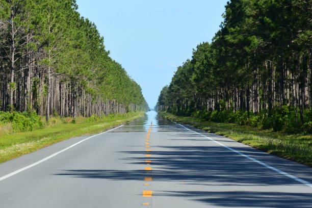 istock View down straight treelined road with mirage and tree shadows 1143912290