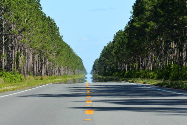 istock View down straight treelined road with mirage effect 1143912409