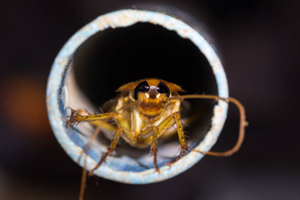 Cockroaches that live in dirty drains. The concept of preventing cockroaches.
