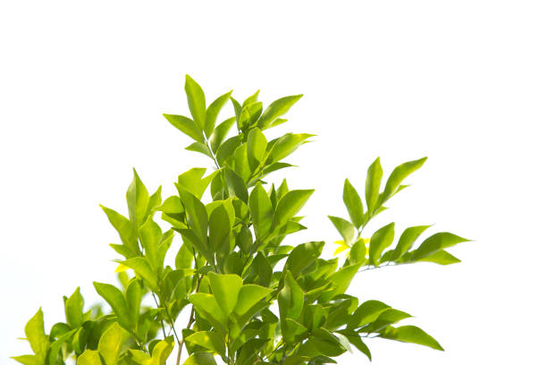 istock Green leaves, sunlight, reflection isolated on White Background. 1143914227