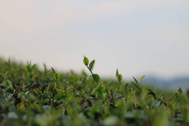 istock fresh tea leaves in tea plantation on sky background 1143915340