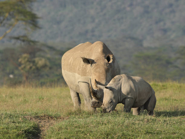 istock White rhino and calf 1143915516