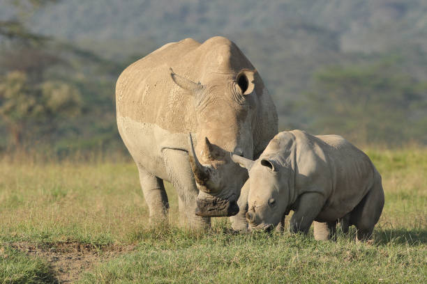 istock White rhino and calf 1143915518