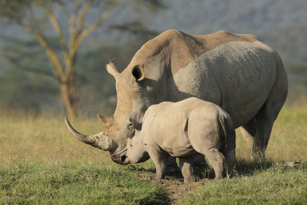 istock White rhino and calf 1143915586