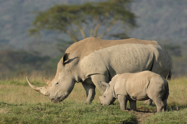 istock White rhino and calf 1143915598