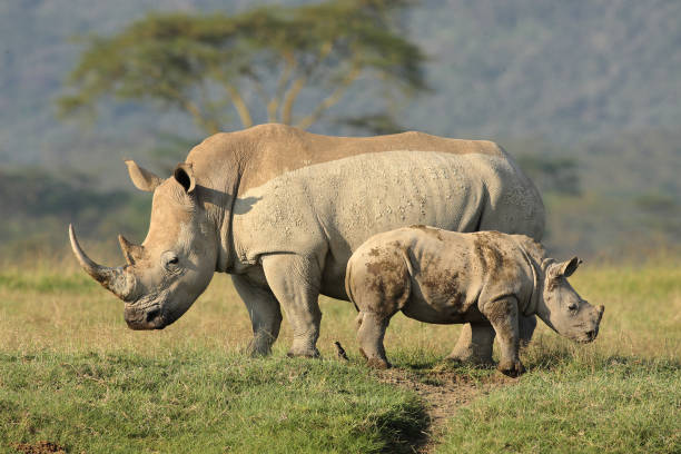 istock White rhino and calf 1143915599