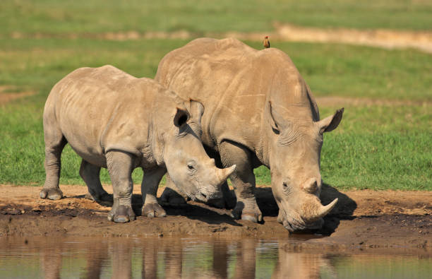 istock White rhino and calf 1143915600