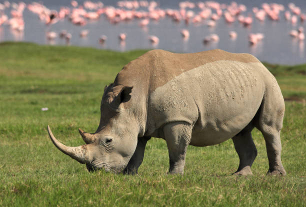 istock White rhino and flamingos 1143915609