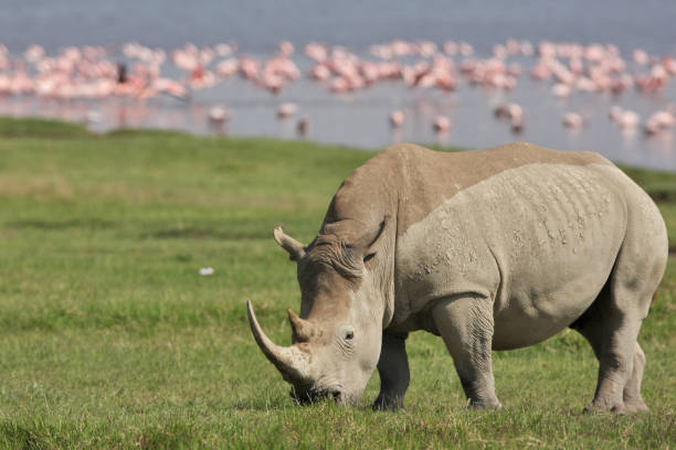 istock White rhino and flamingos 1143915620