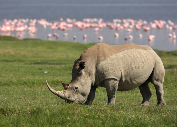 istock White rhino and flamingos 1143915624
