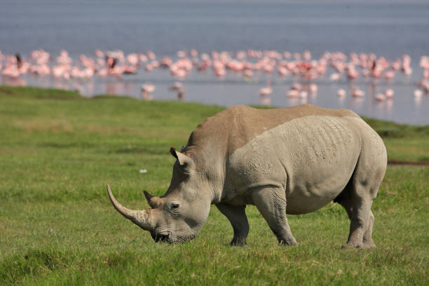 istock White rhino and flamingos 1143915628