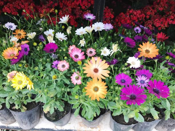 istock Flowers in Tigre 1143915642