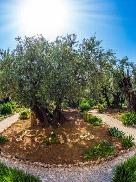 istock Millennial olives grow under the autumn sun 1143916653