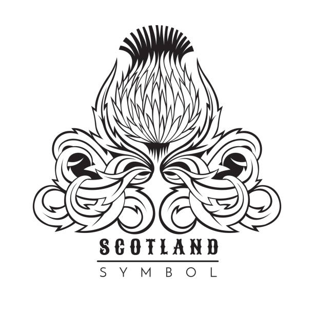 Thistle with leaf pattern. Symbol of Scotland design element black on white Thistle with leaf pattern. Symbol of Scotland design element black on white thistle stock illustrations