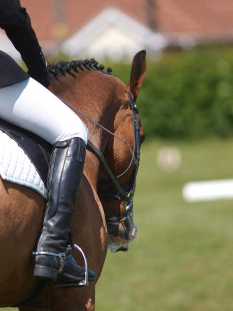 istock Dressage Horse 1143916978