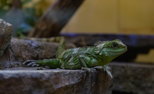 A picture of a Asian Water Dragon at the Smithsonian National Zoo.