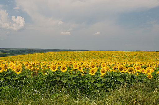 Beautiful landscape with sunflower field over cloudy blue sky