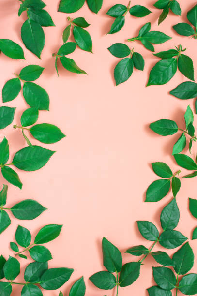 istock Green leaves on pink background 1143918848