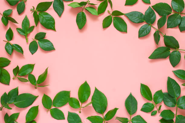 istock Green leaves on pink background 1143918853