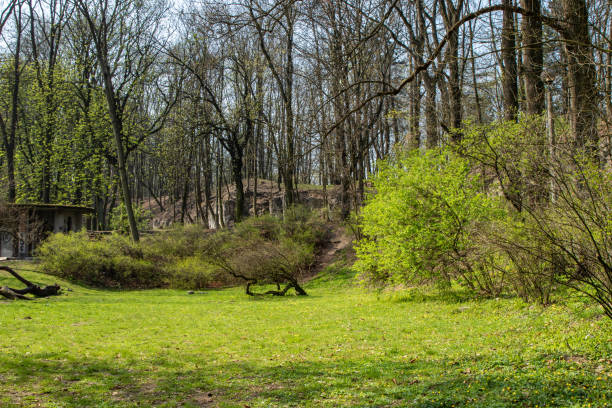 istock Bednarski Park in Krakow 1143919978