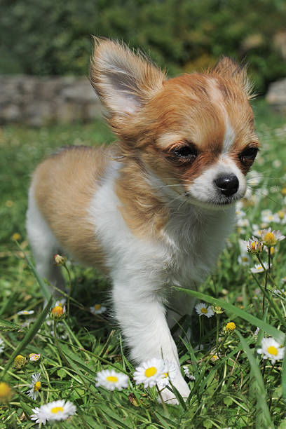 istock puppy chihuahua 114392013