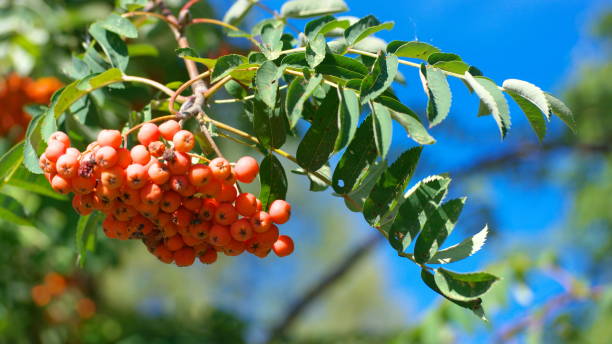istock ashberry at dry sunny summer day 1143920142