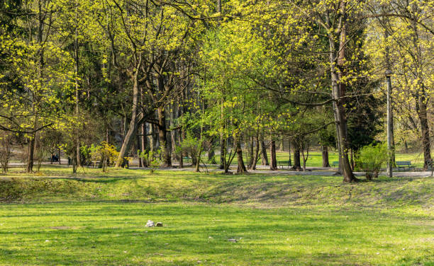 istock Bednarski Park in Krakow 1143920835