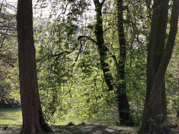 istock Wooded area at Hurst Grange Park, Preston 1143921239