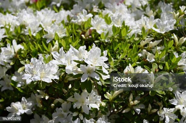 Spring Flower Park Stock Photo - Download Image Now - Flower, Flowerbed, Formal Garden