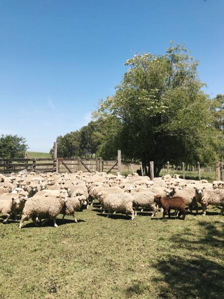 istock Sheep Farm in Rio Grande do Sul 1143924016