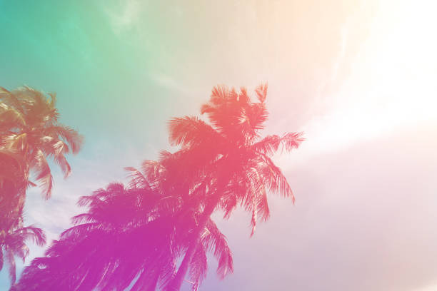 istock Coconut tree at tropical coast,made with Vintage Tones,Warm tones. 1143924134