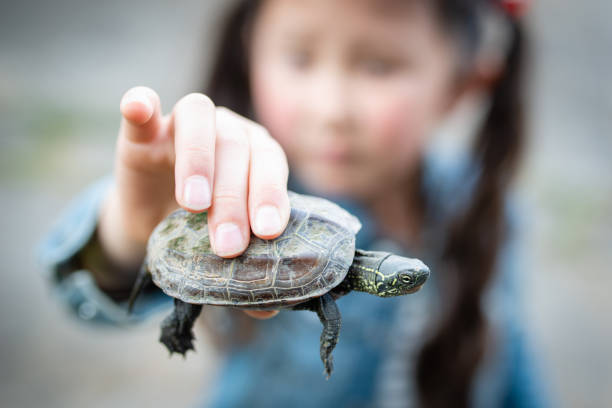 Girl holding a turtle Girl holding a turtle mauremys reevesii stock pictures, royalty-free photos & images
